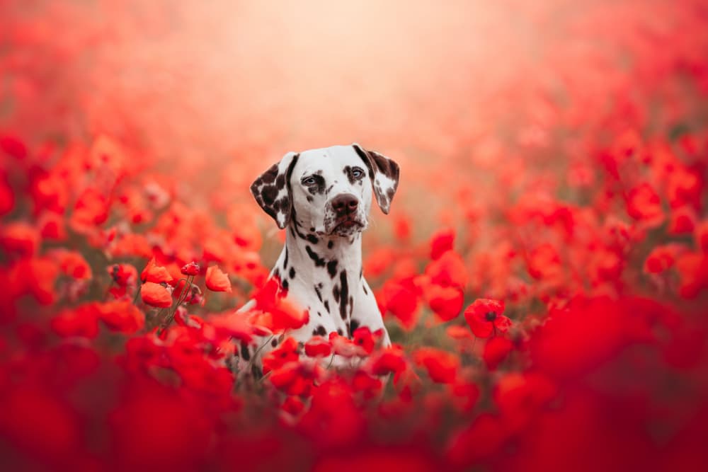 Dalmatian In Poppies by Ve Shandor — canvas wall art