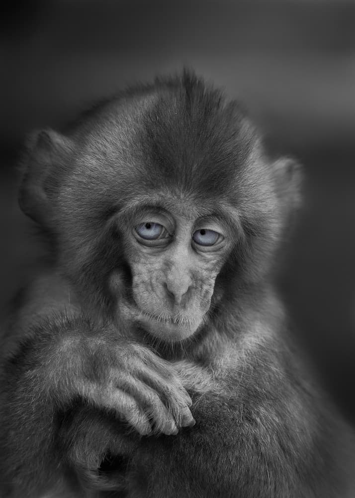 Soulful Baby Monkey by Kaisyakuji Yushi — canvas wall art