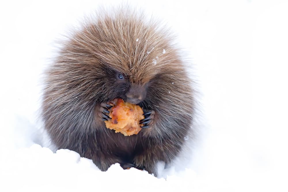 Porcupine Eating In Snow by Jim Cumming — canvas wall art