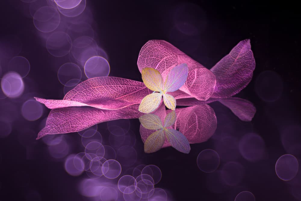 Delicate Purple Reflection by Igor Kopcev — canvas wall art