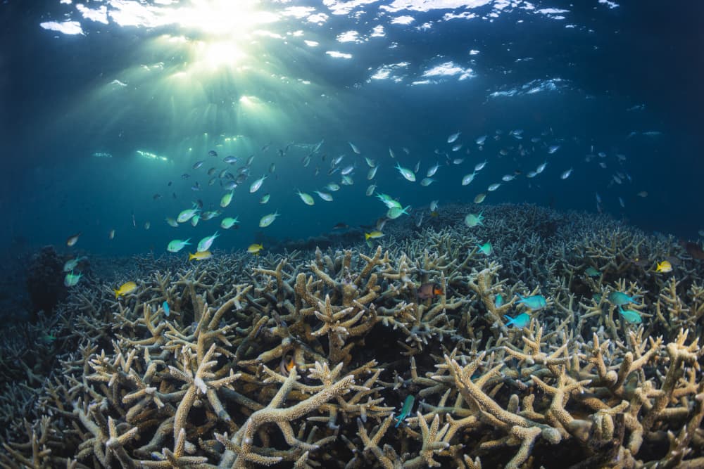 Sunlit Underwater Coral Reef by Barathieu Gabriel — canvas wall art
