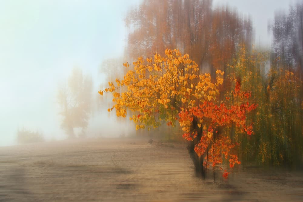 Dreamy Autumn Tree by Alexander Kiyashko — canvas wall art