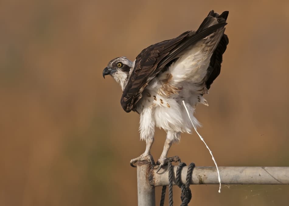 Osprey Nature's Call by Eyal Amer — canvas wall art