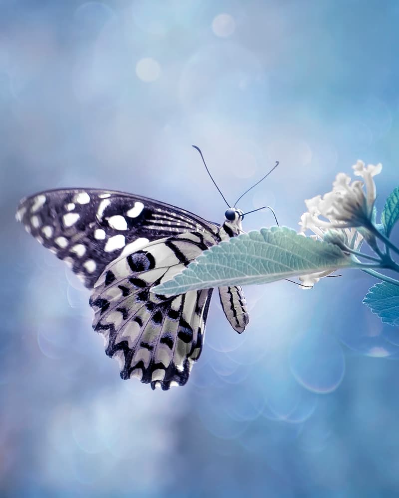 Blue Dream Butterfly by Fauzan Maududdin — canvas wall art