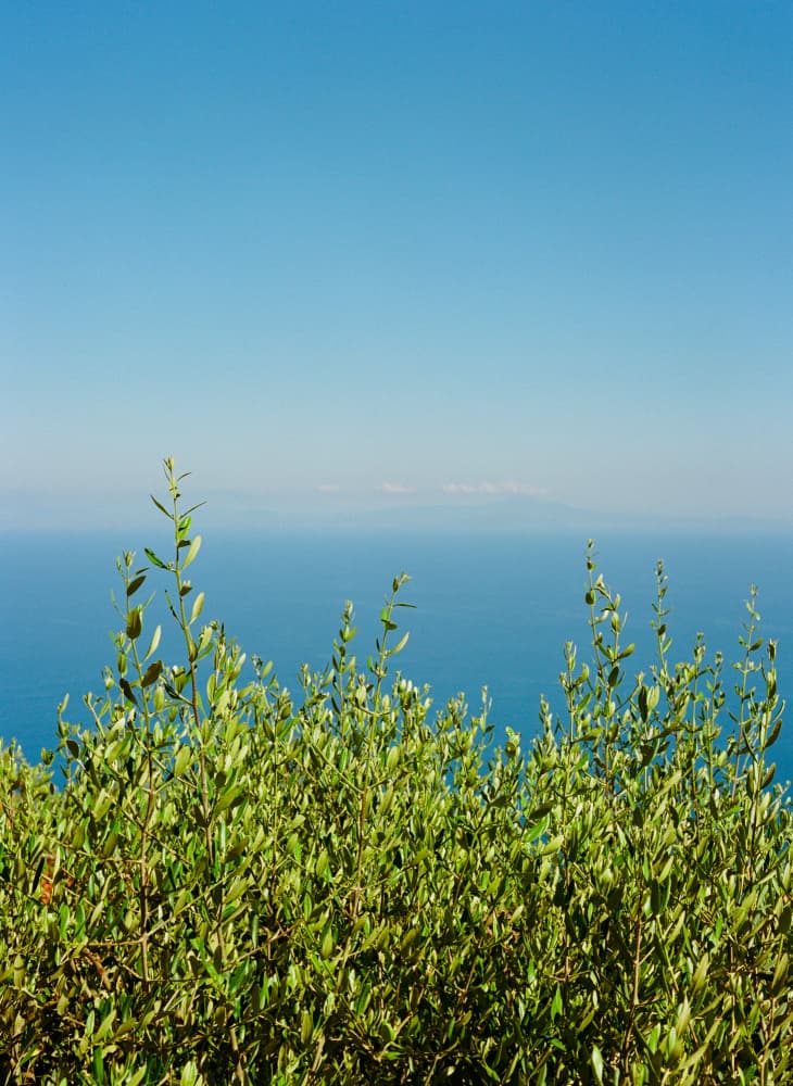 Coastal Greenery Ocean View by Bethany Young — canvas wall art
