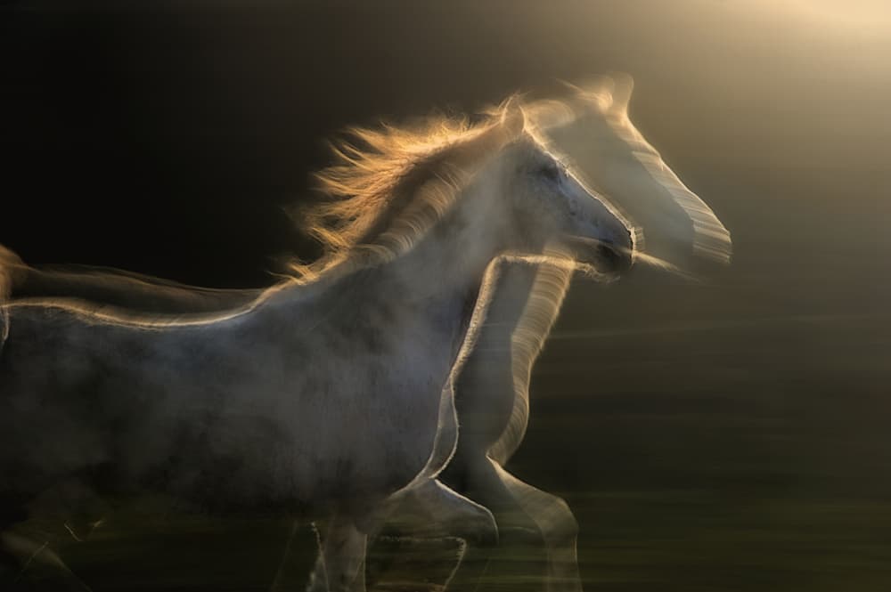 Golden Running Horses by Milan Malovrh — canvas wall art