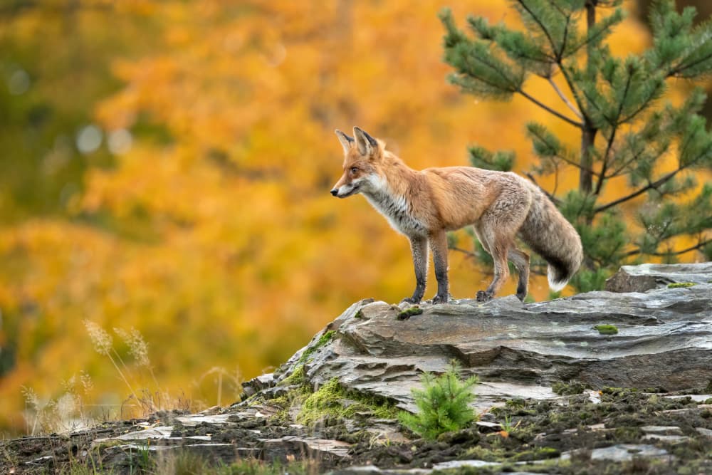 Alert Autumn Fox by Milan Zygmunt — canvas wall art