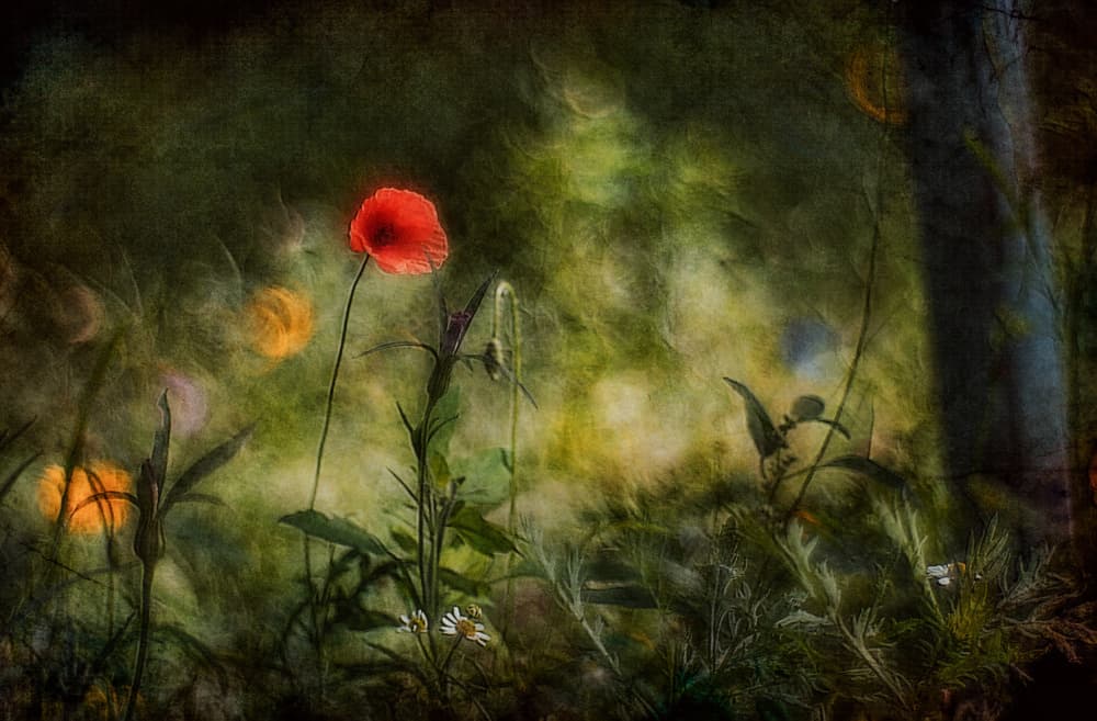 Dreamy Red Poppy by Jan van der Linden — canvas wall art