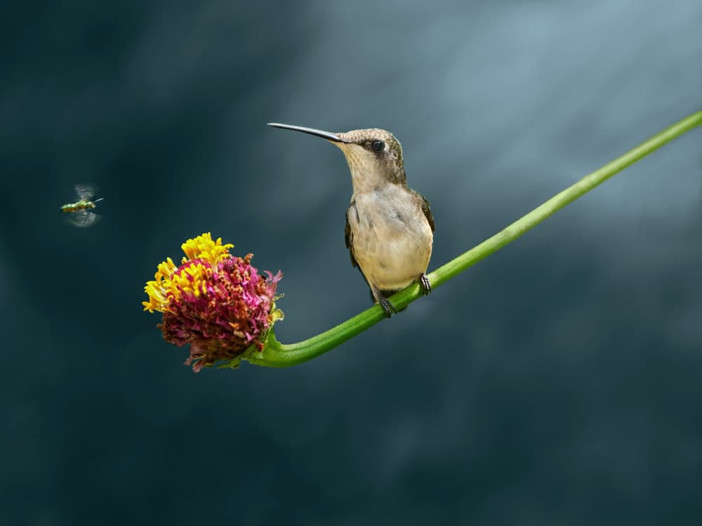 Hummingbird on Flower by Hannah & Wei — canvas wall art