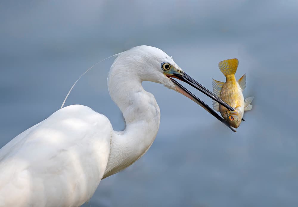 Egret's Golden Catch by Shlomo Waldmann — canvas wall art