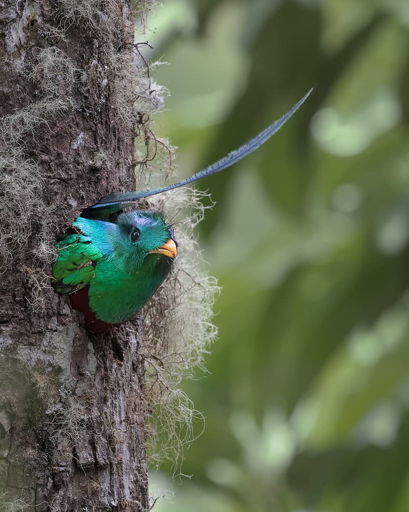 Resplendent Quetzal Nest by Cheng Chang — canvas wall art