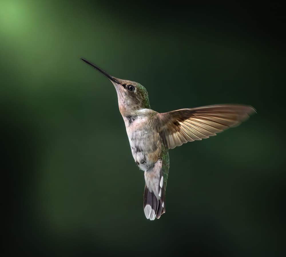 Delicate Hummingbird Hover by Atul Saluja — canvas wall art