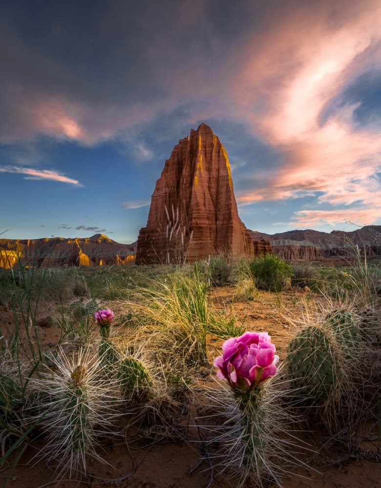 Pink Cactus Desert Sunset by Bing Li — canvas wall art