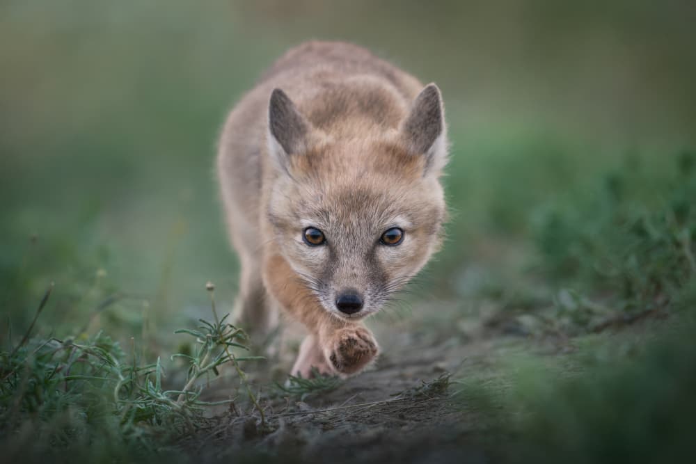 Curious Jackal Pup by Olga Rudchenko — canvas wall art