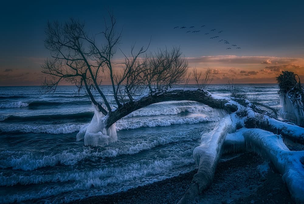 Winter Waves Frozen Tree by Ben.C.L — canvas wall art