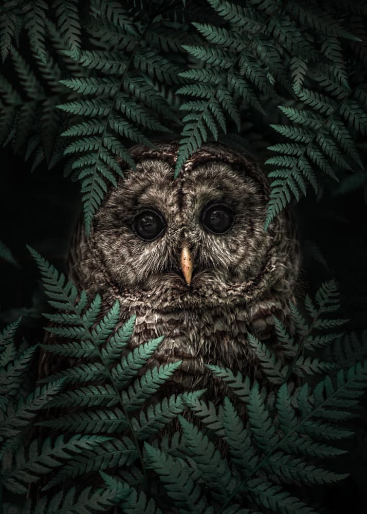 Deep Forest Owl by Ariz Rab — canvas wall art