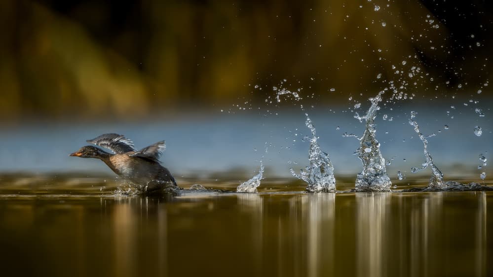 Water Bird Splashing Run by Faisal ALnomas — canvas wall art