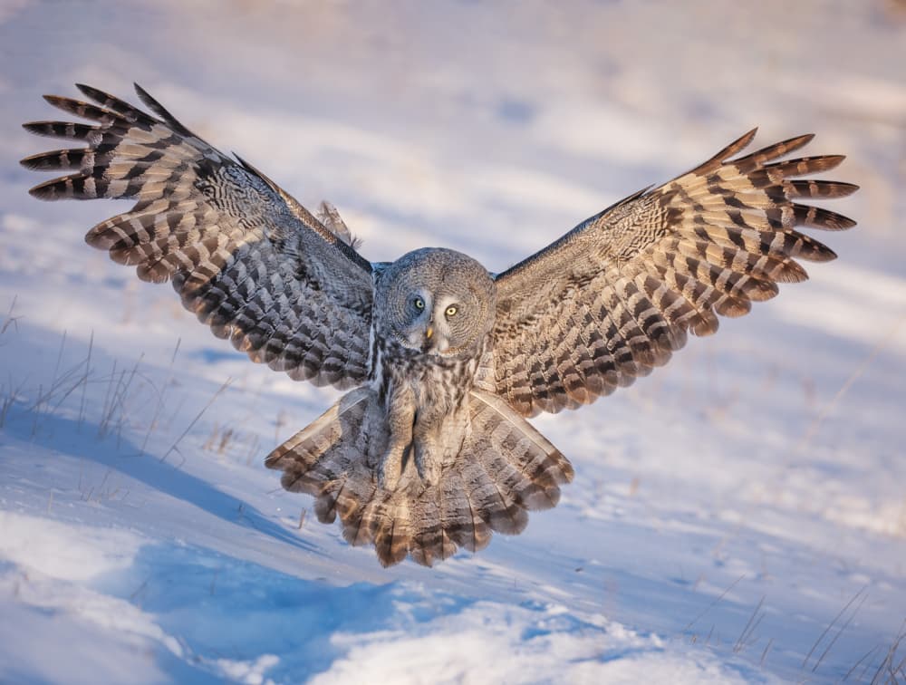 Great Gray Owl Flight by Yuan Su — canvas wall art
