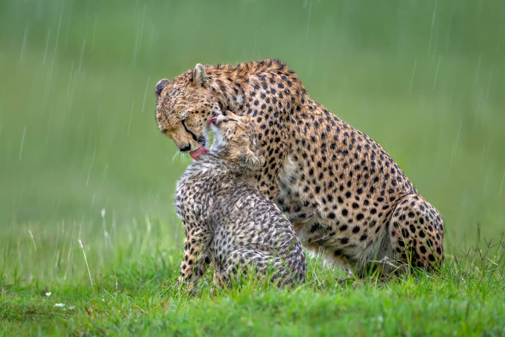 Cheetah Mother's Love by Xavier Ortega — canvas wall art