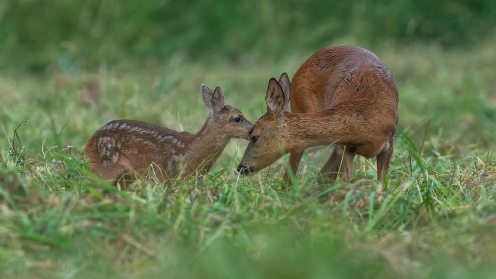 Roe Deer Affection by Damian Stopczynski — canvas wall art