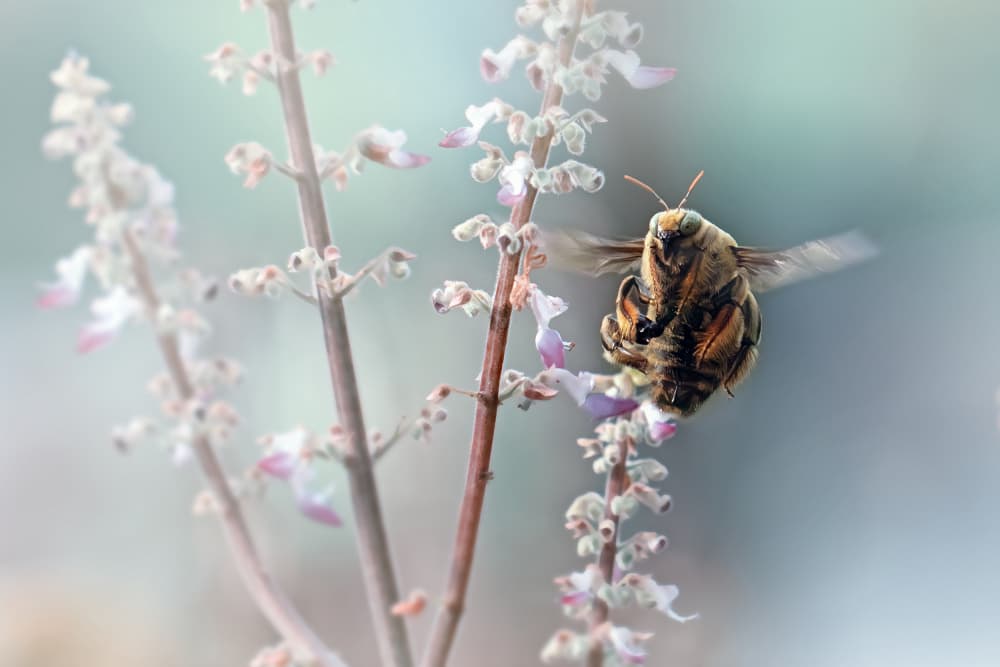 Bee In Flight Bloom by Fauzan Maududdin — canvas wall art