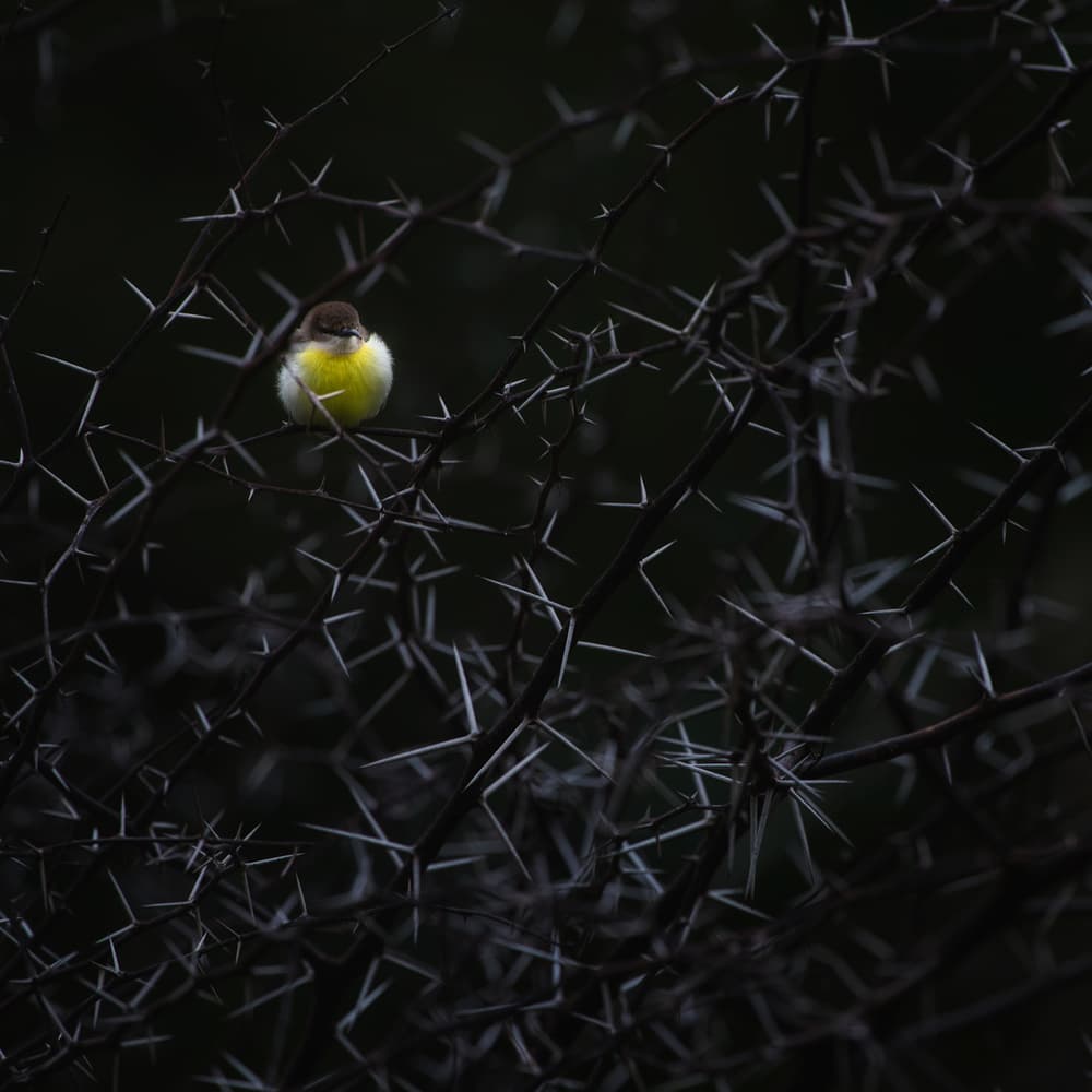Yellow Bird Among Thorns by swapnil deshpande — canvas wall art