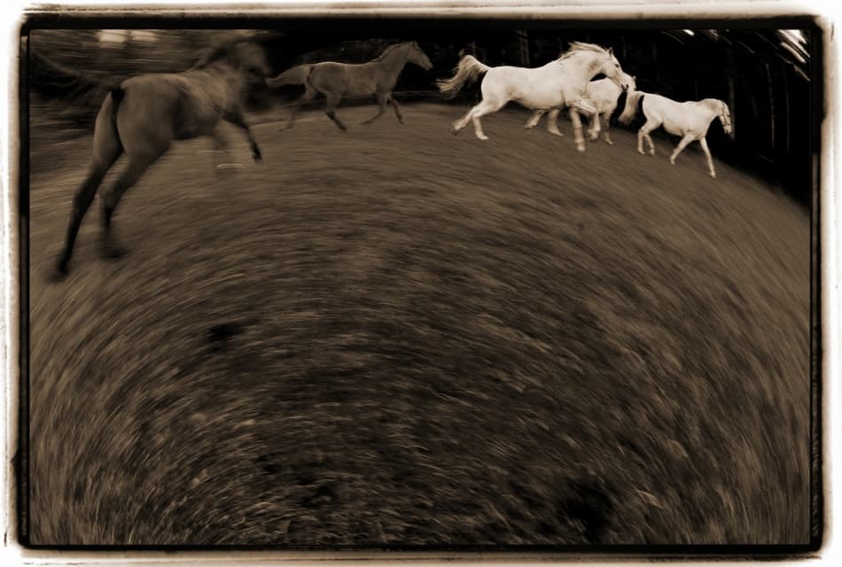 Galloping Horses Motion Blur by Milan Malovrh — canvas wall art