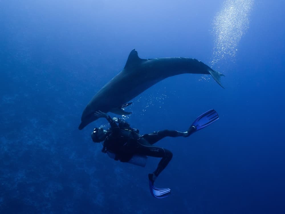 Diver Dolphin Interaction by Serge Melesan — canvas wall art