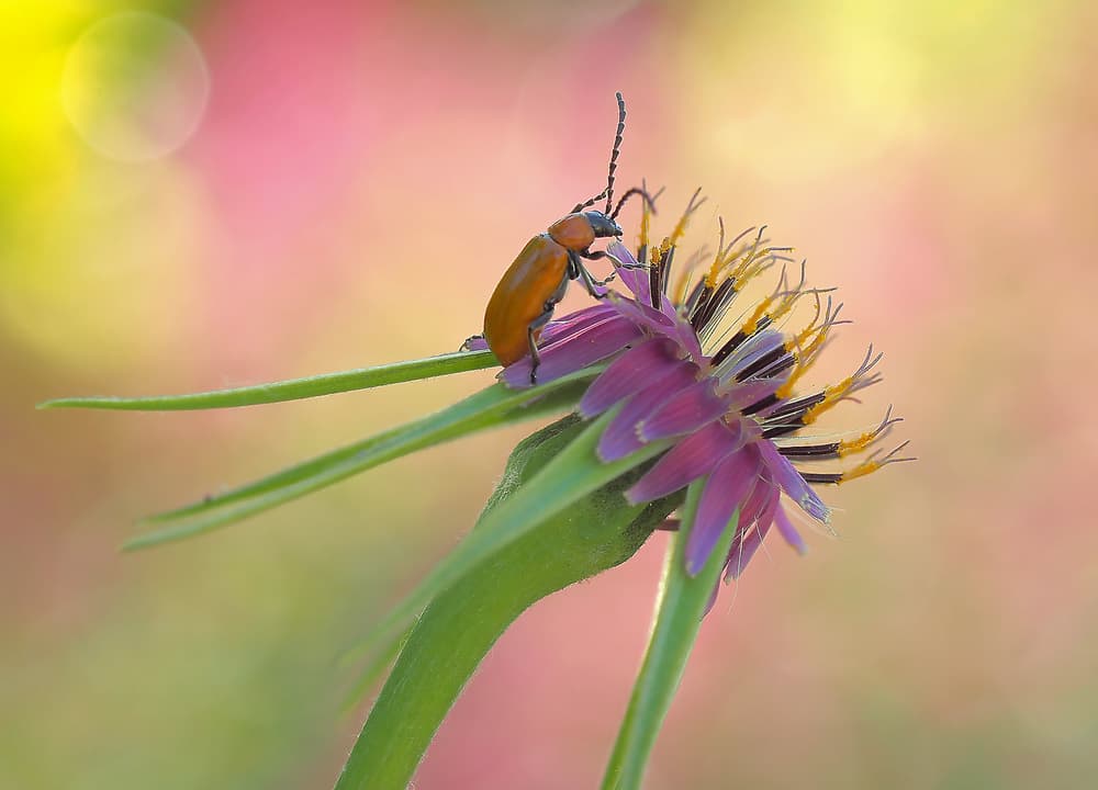 Orange Beetle Bright Bloom by Thierry Dufour — canvas wall art