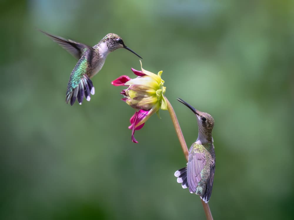 Hummingbirds and Dahlia by Leechee Z — canvas wall art