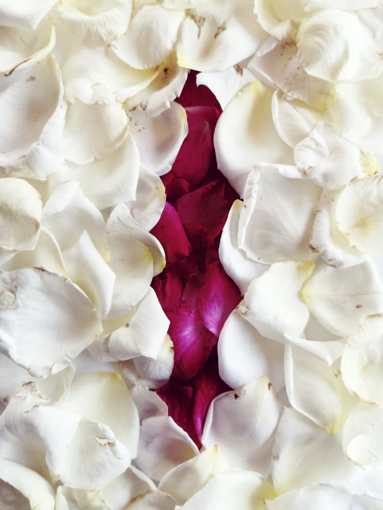 Sensual Petal Bloom by Angelo Cerantola — canvas wall art