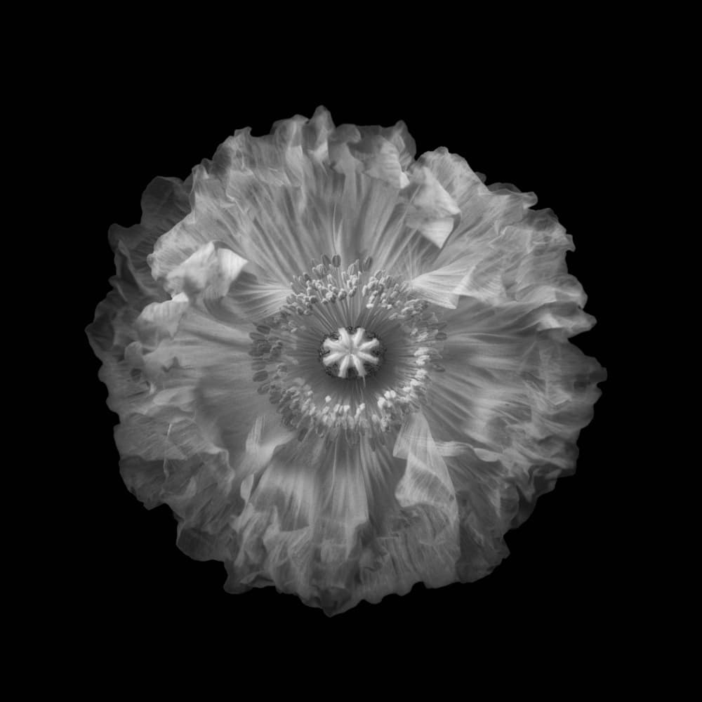 Delicate Poppy Bloom by Lotte Grønkjær — canvas wall art
