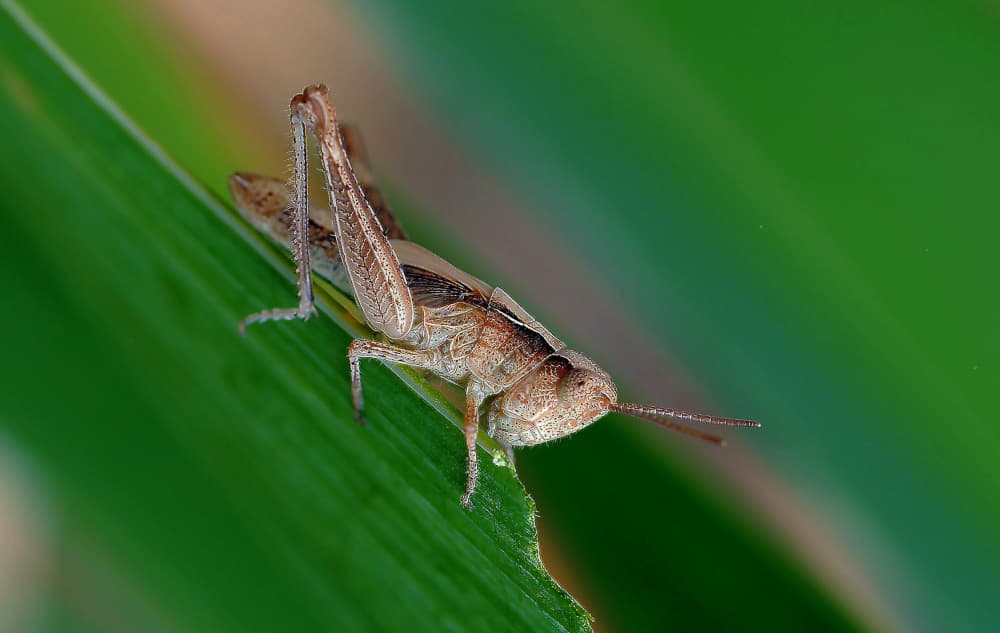 Grasshopper on Green Leaf by Thierry Dufour — canvas wall art