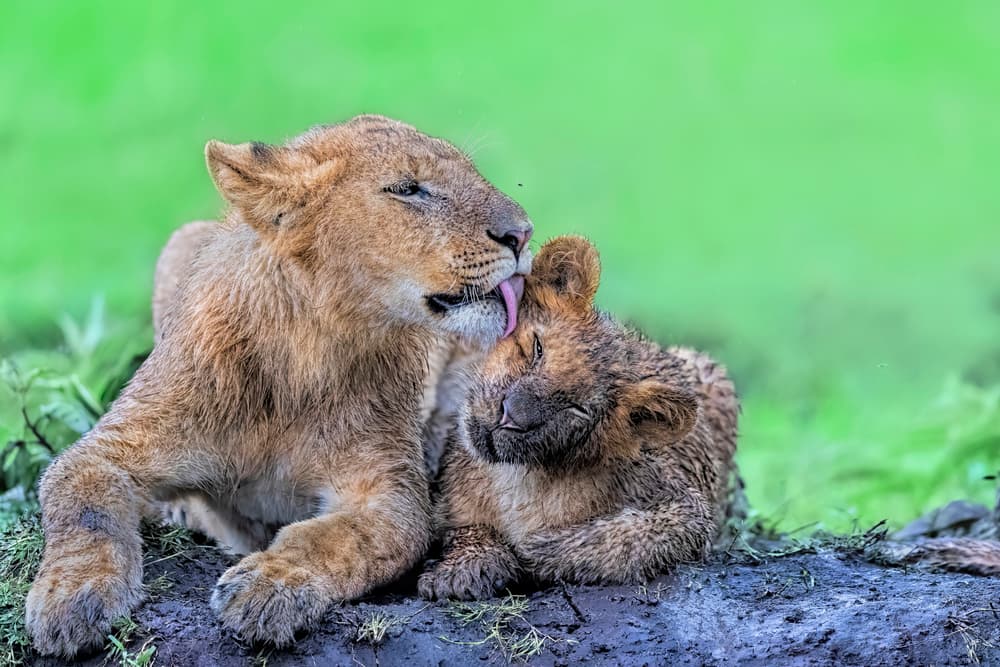 Cubs Tender Moment by Jun Zuo — canvas wall art