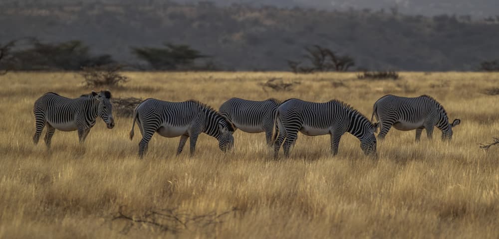 Grazing Grevy's Zebras by Judy Tseng — canvas wall art