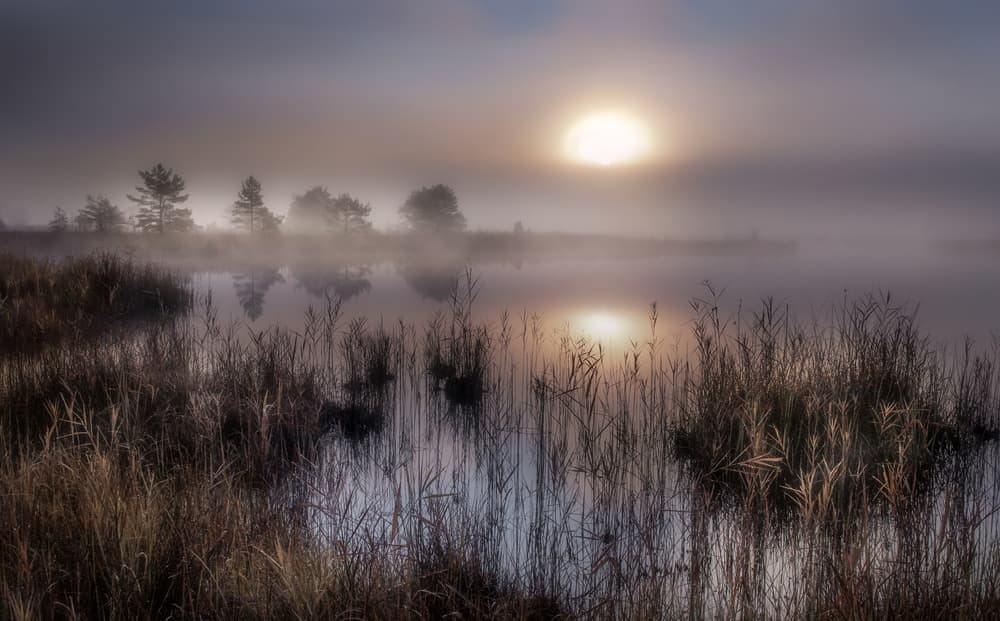 Golden Morning Fog by Ulrike Eisenmann — canvas wall art