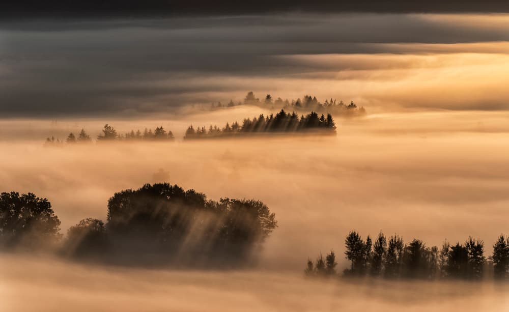 Golden Valley Mist by Nina Pauli — canvas wall art