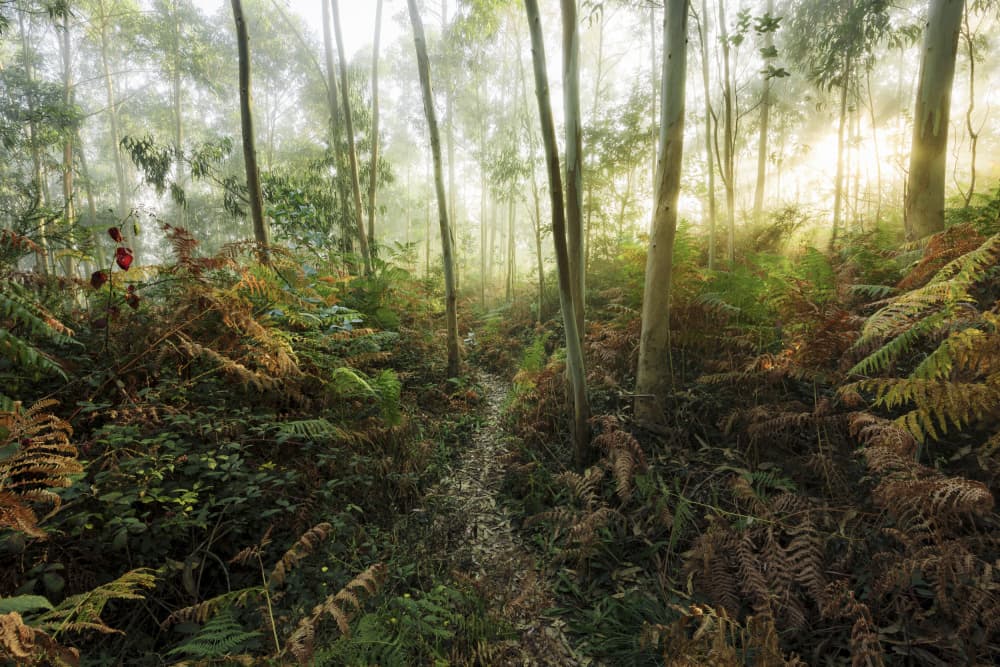 Foggy Woods II by Stefan Hefele — canvas wall art