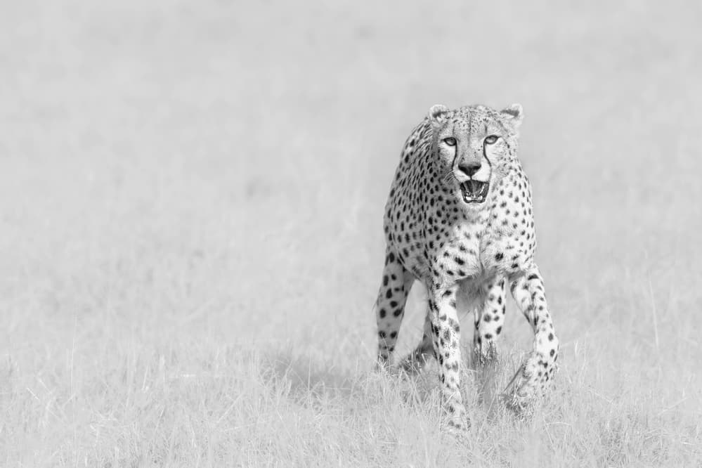 Cheetah by Henry Zhao — canvas wall art