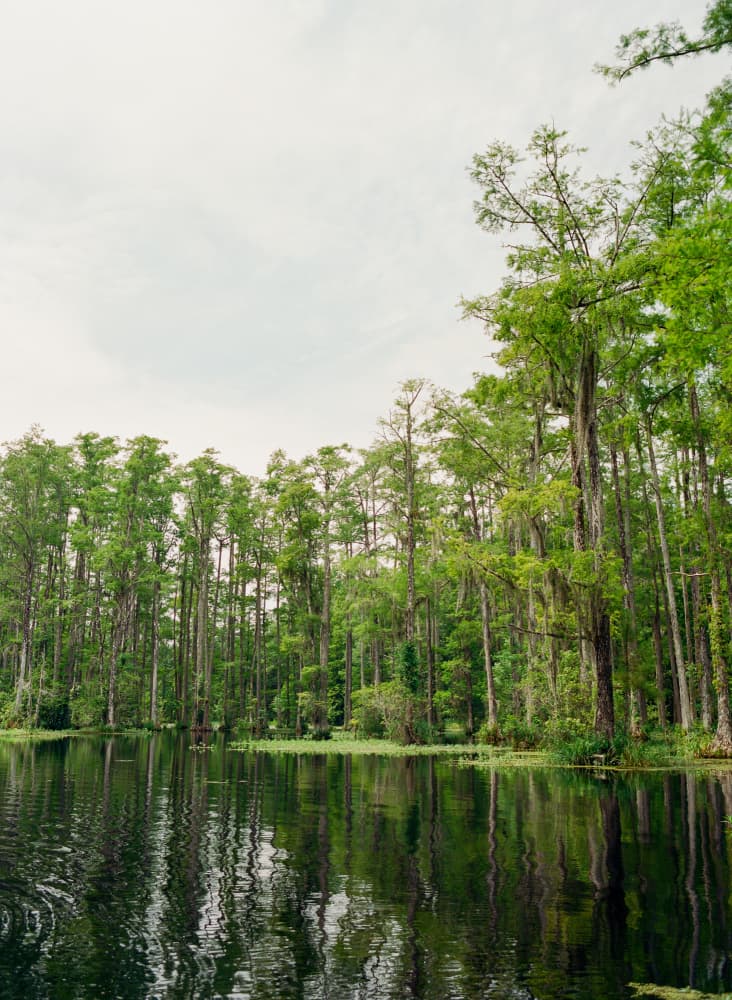 Swamp Forest Reflections by Bethany Young — canvas wall art