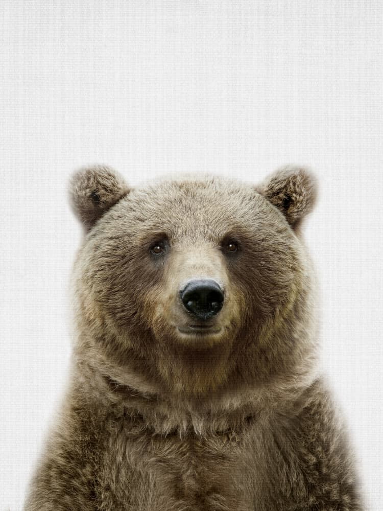 Brown Bear Portrait by Lila & Lola — canvas wall art