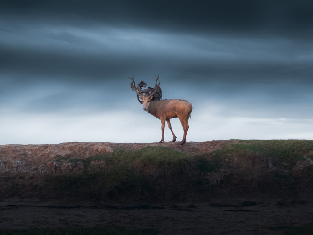 Wild Deer Horizon by NingYun Ye — canvas wall art