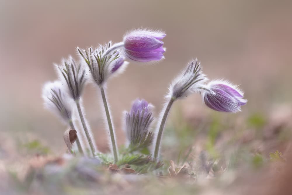 Delicate Purple Blooms by Fabrizio Daminelli — canvas wall art