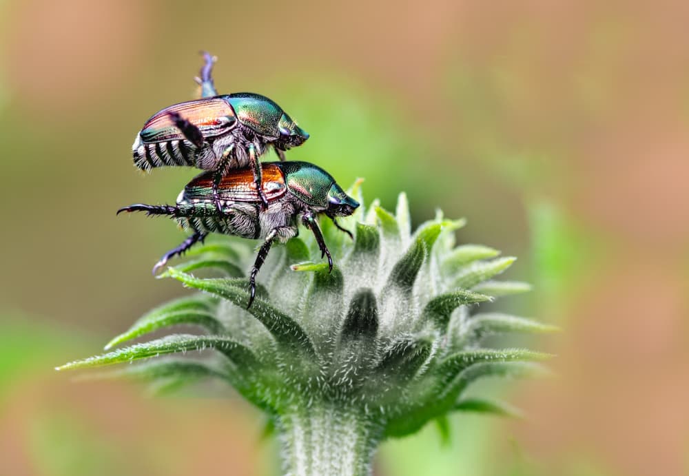Iridescent Beetles Mating by Atul Saluja — canvas wall art