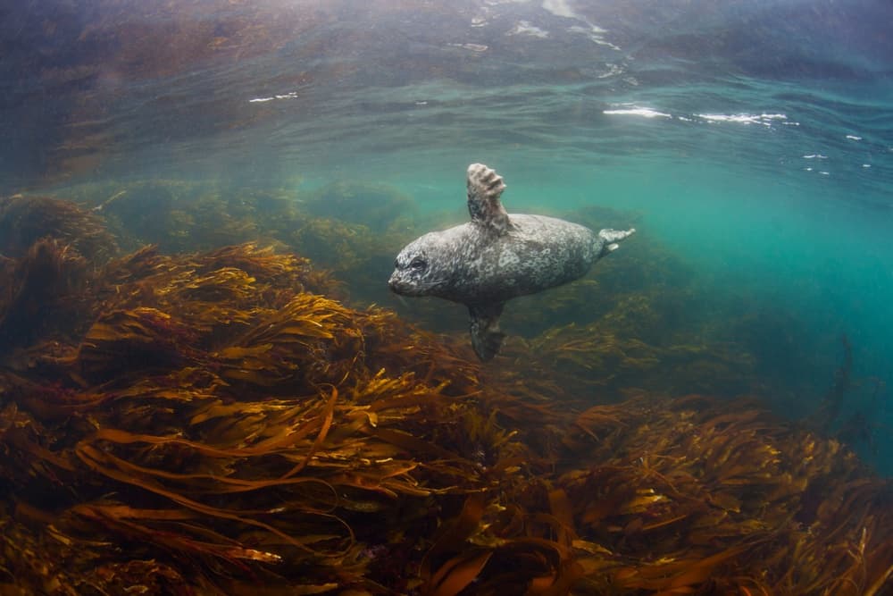 Underwater Seal Swim by Andrey Narchuk — canvas wall art