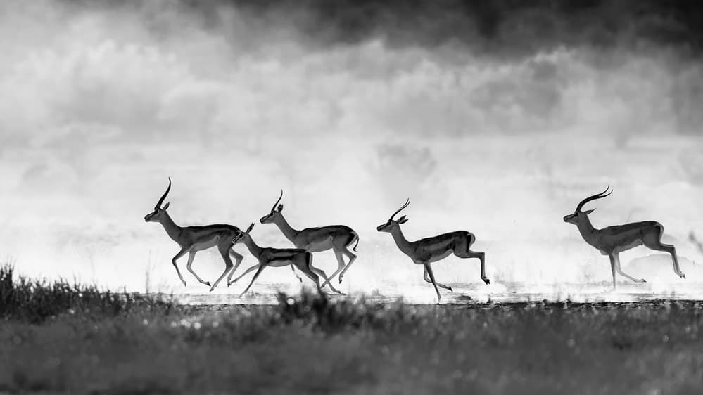 Running Gazelles Silhouette by Jun Zuo — canvas wall art