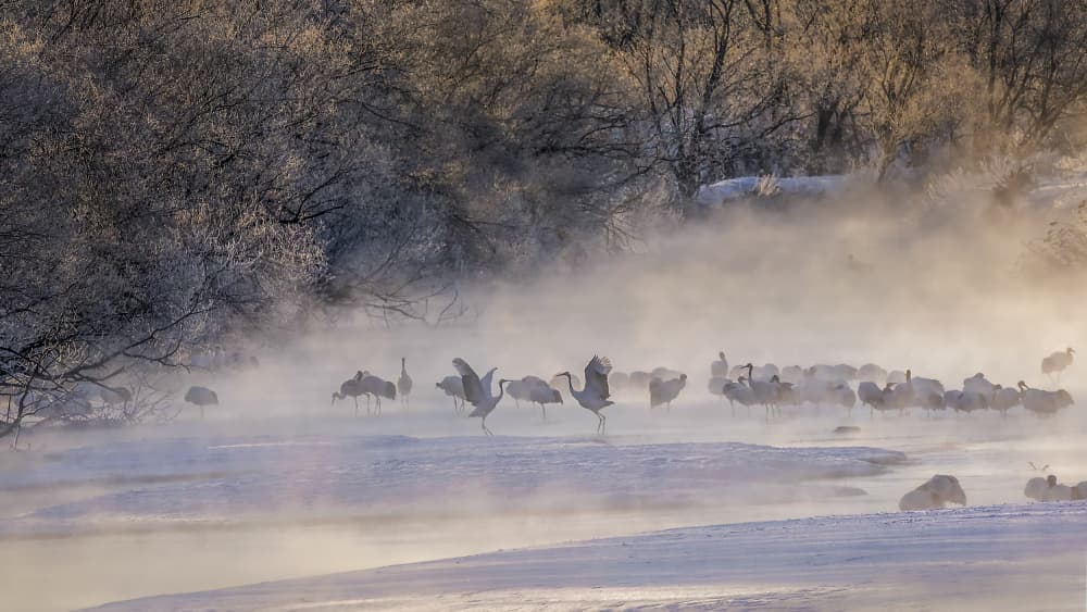 Red-crowned Cranes Winter Mist by Raymond Ren Rong Liu — canvas wall art