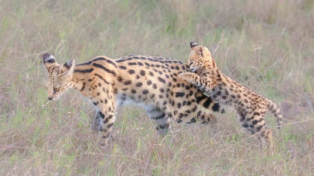 Serval Mother And Cub by Jennifer Lu — canvas wall art