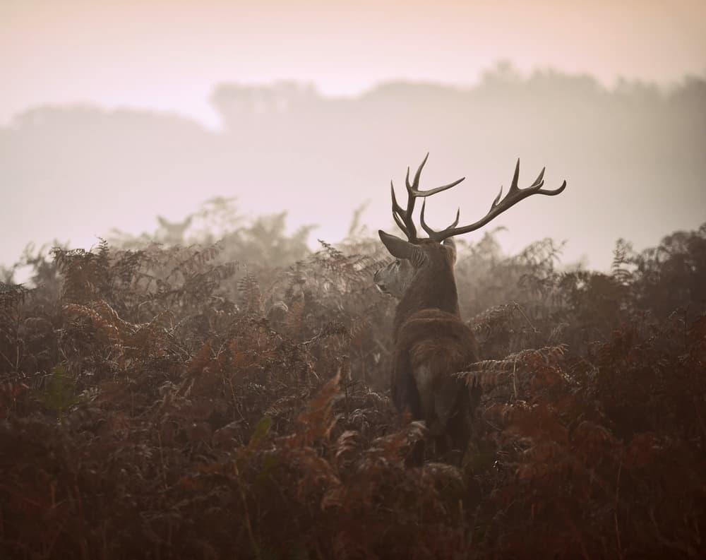 Majestic Stag In Mist by Robert Fabrowski — canvas wall art