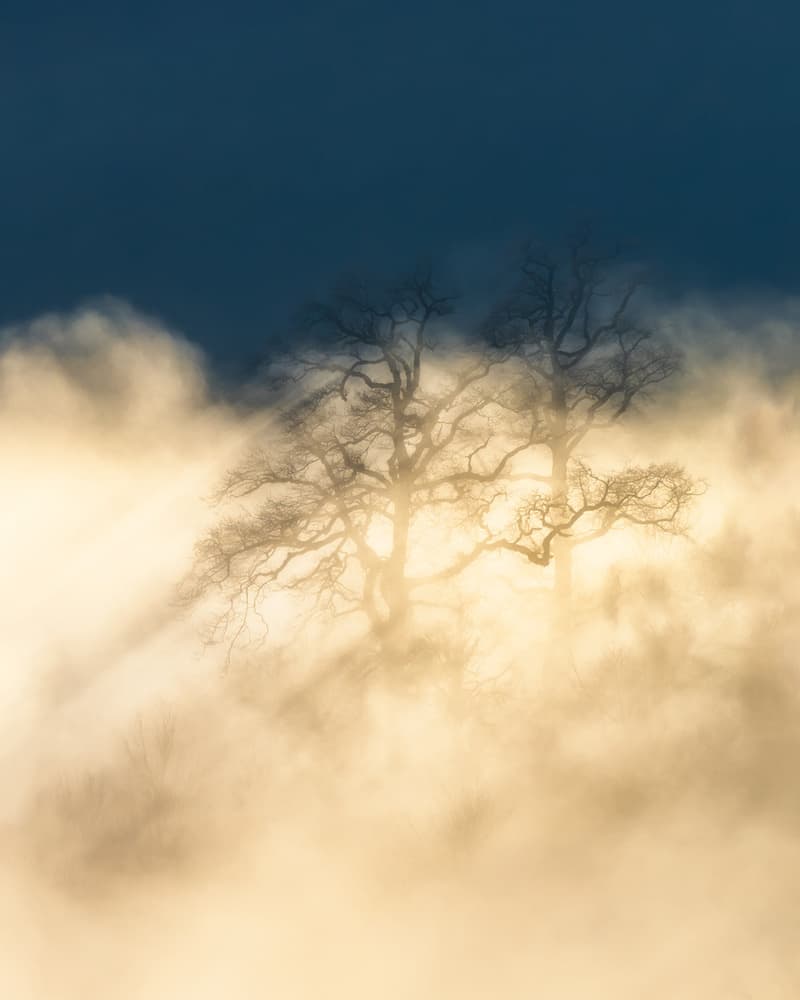 Golden Fog Trees by Majid Behzad — canvas wall art